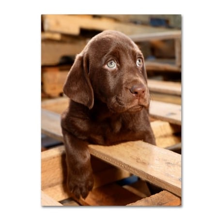 Mike Jones Photo 'Bryce Puppy' Canvas Art,24x32